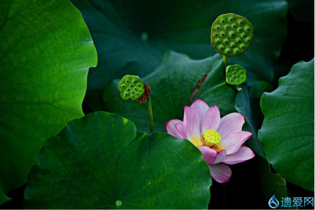 摄影欣赏：《早荷始盛开，良人入梦来。》