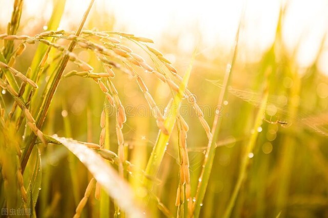 化肥在农业生产中的利弊,化肥发展历程知识讲座