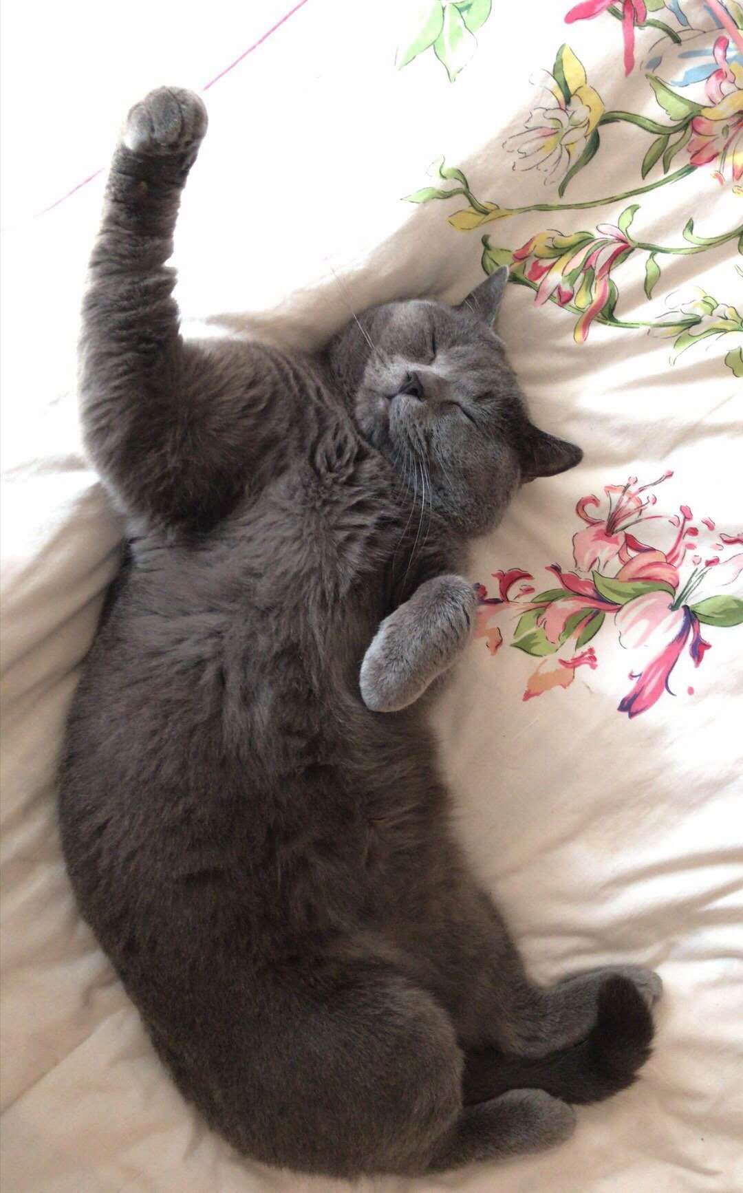 世界上的三大蓝猫品种,世界上体型最大的蓝猫