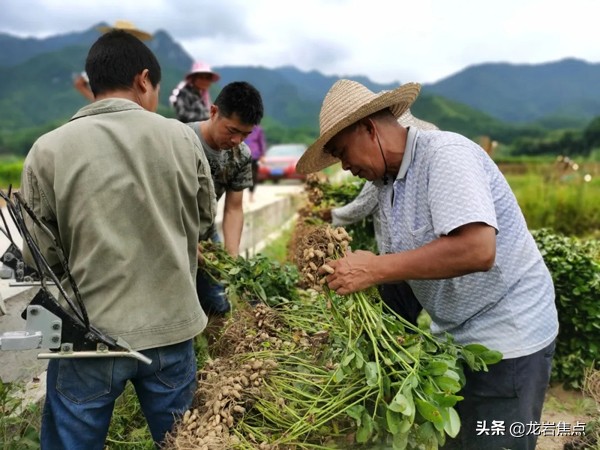 科技助农柑橘丰收,花生高产方案专业助农