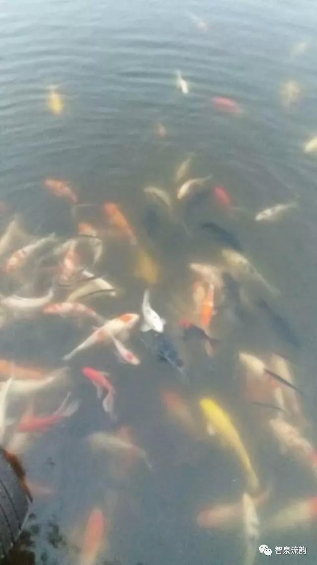 郭进拴神游索溪峪,郭进拴全部视频