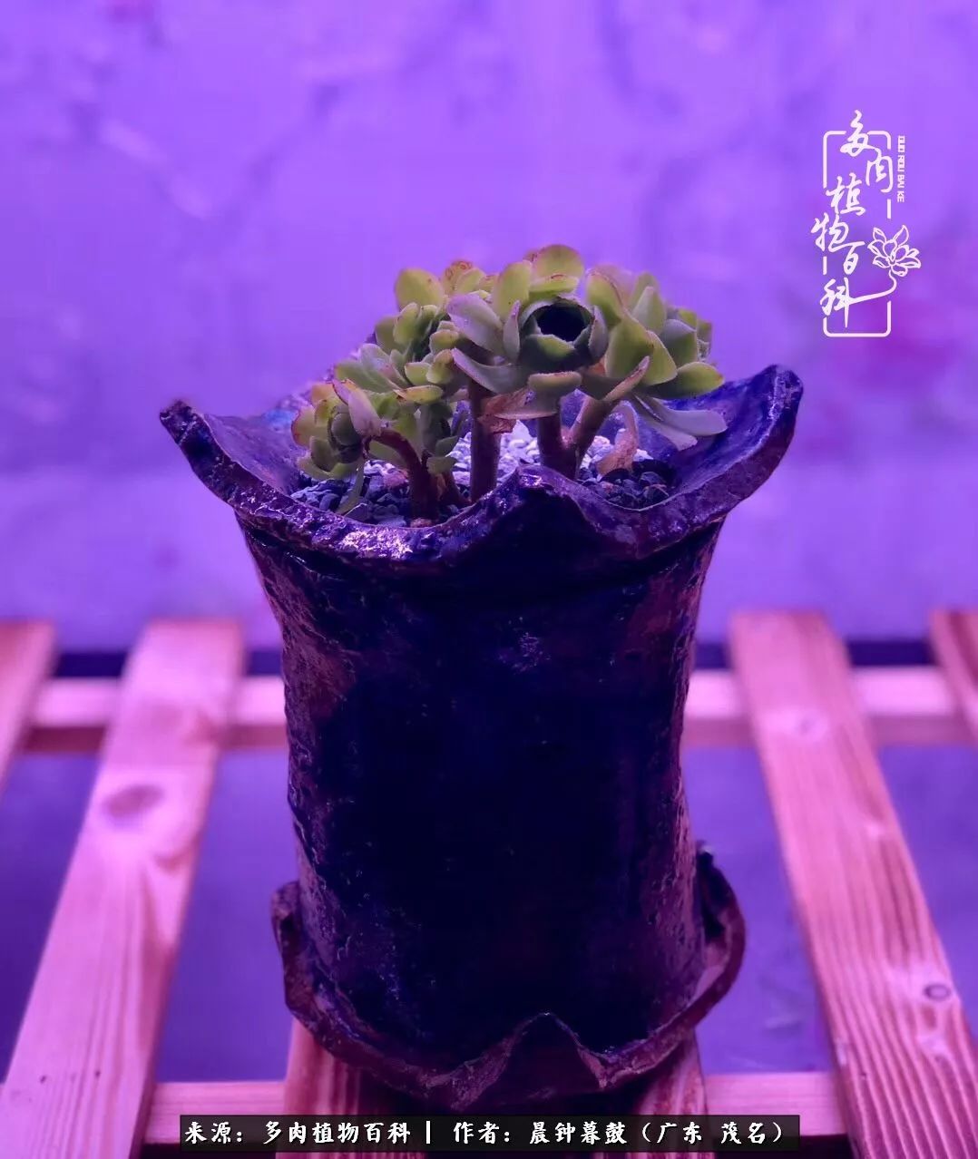 轻轻地告诉你，我的多肉也曾美过，不信你看看