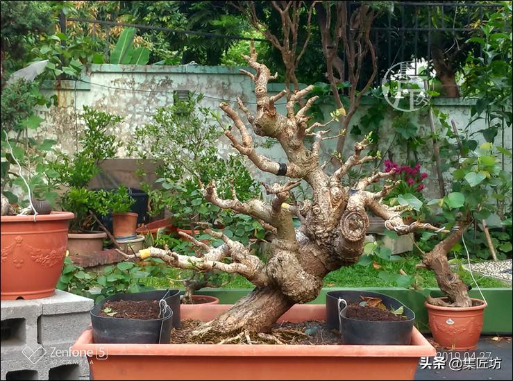 十字修剪法,十字花技法