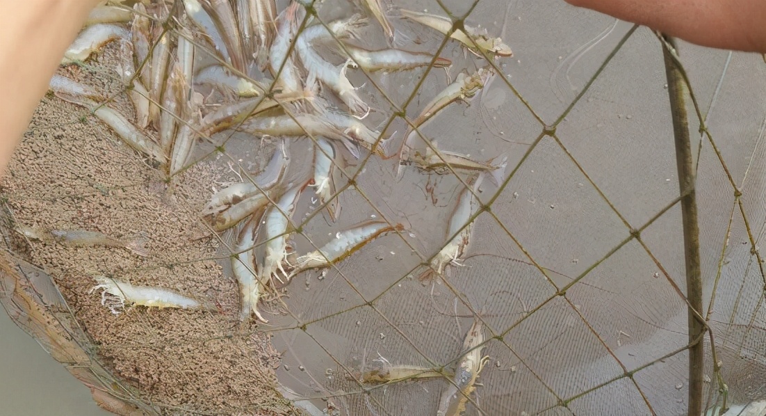 南美虾白浊怎么治疗,对虾出现肌肉白浊是什么原因