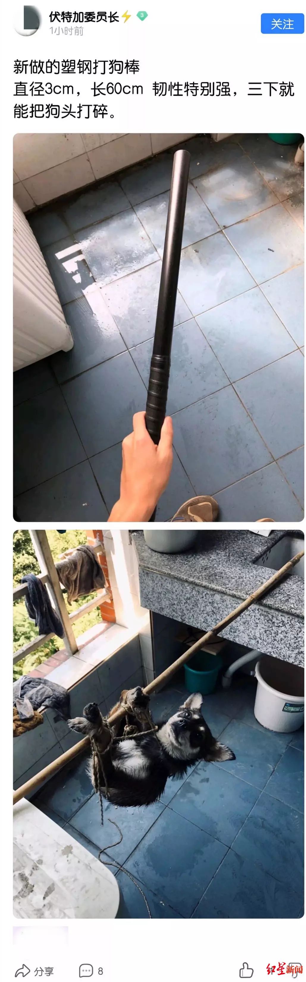 高校研究生杀流浪狗,成都高校研究生虐狗事件