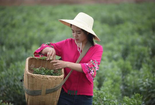 从百元创业到千亩花田云南版李子柒用电商点亮故乡