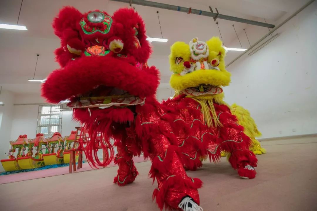 这群中江狮子为啥逗人爱?能跳能翻还会抓痒眨眼、难怪火了7年