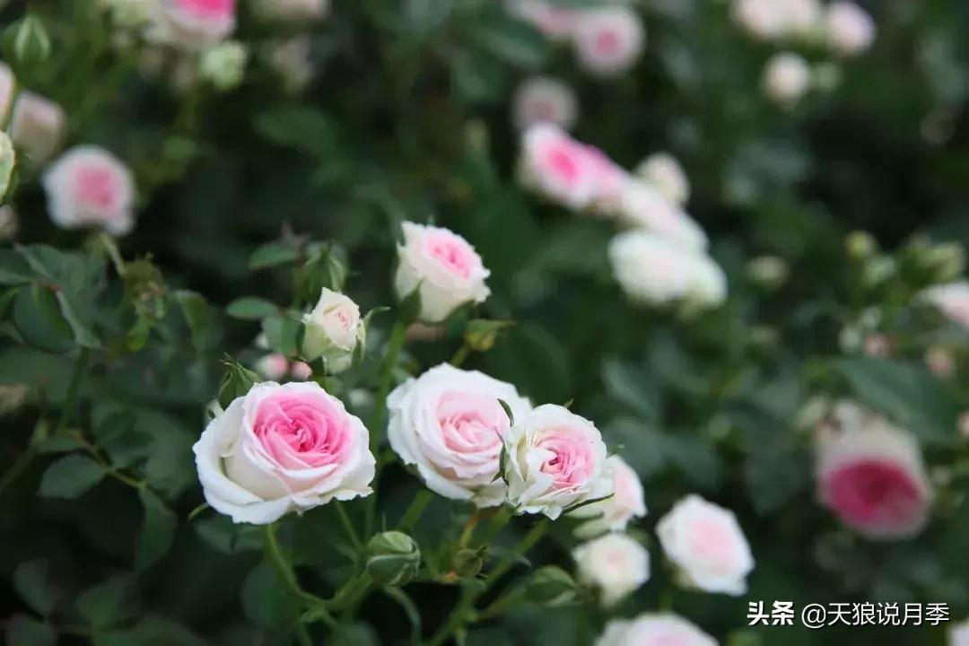 美得如此高端大气上档次,美得如此的高雅