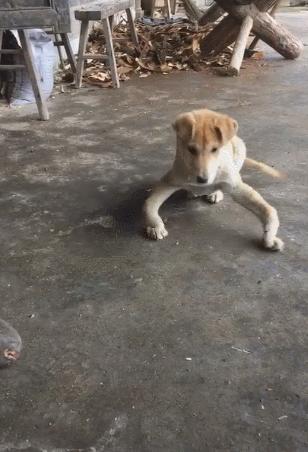 小狗站起来突然歪倒脖子伸直,小狗突然抬起一只脚走路