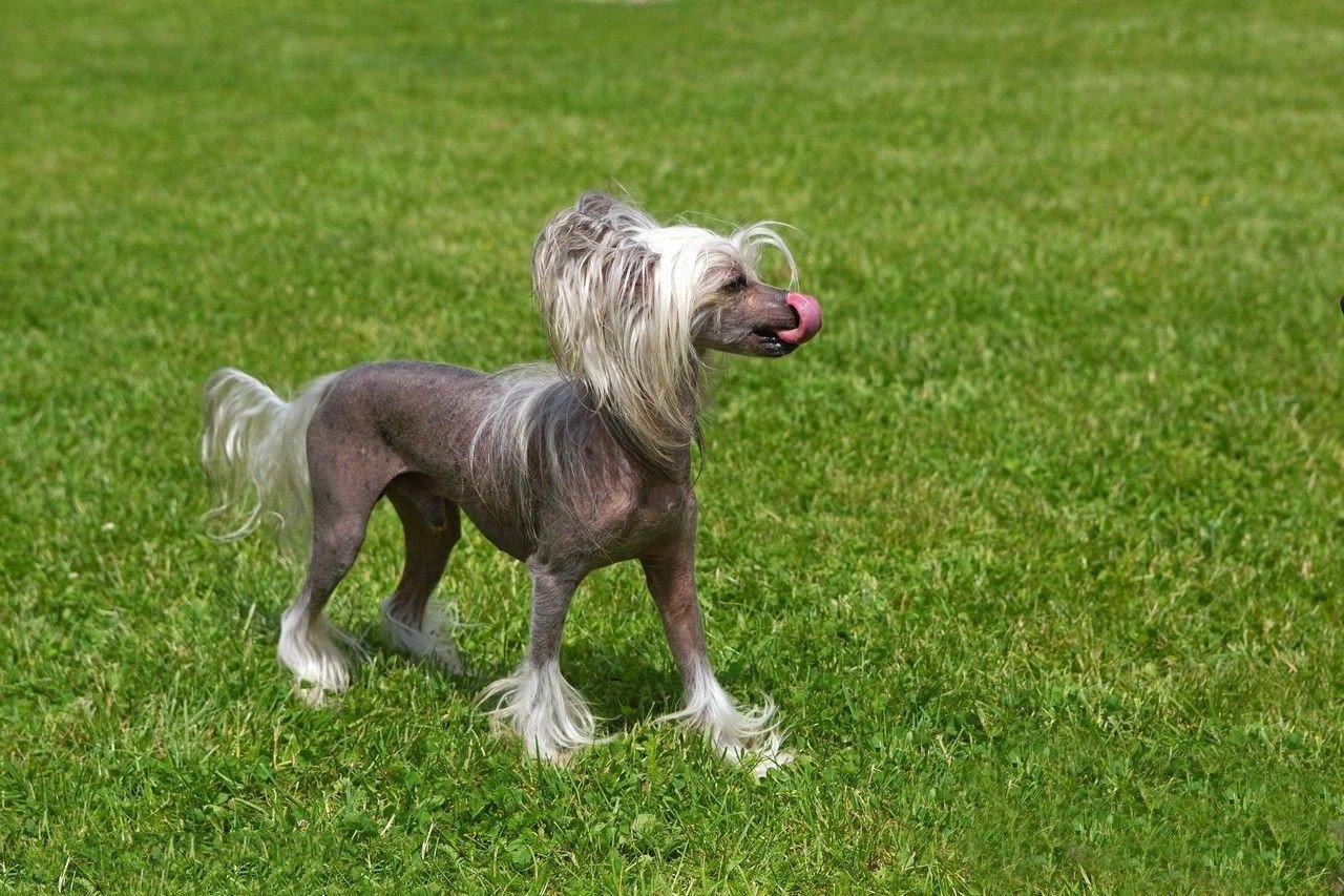 世上最漂亮的十种狗,最名贵的狗叫什么名字