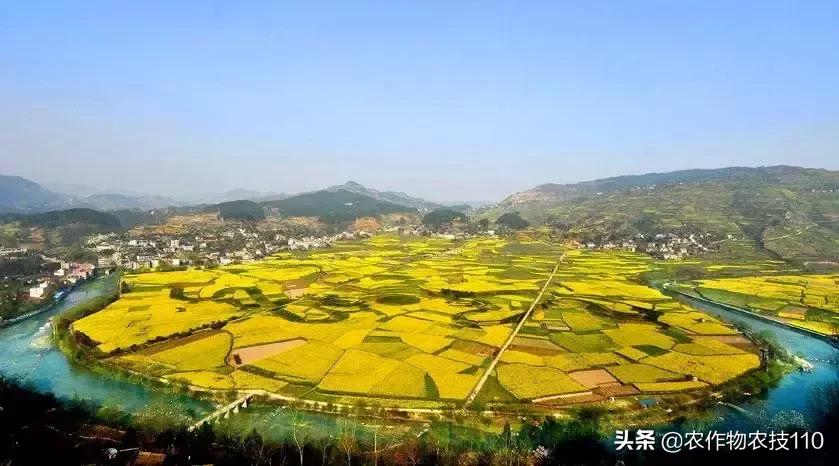 谁说农业不赚钱？！一亩收益60万，试过这3个新玩法的菜农赚嗨了