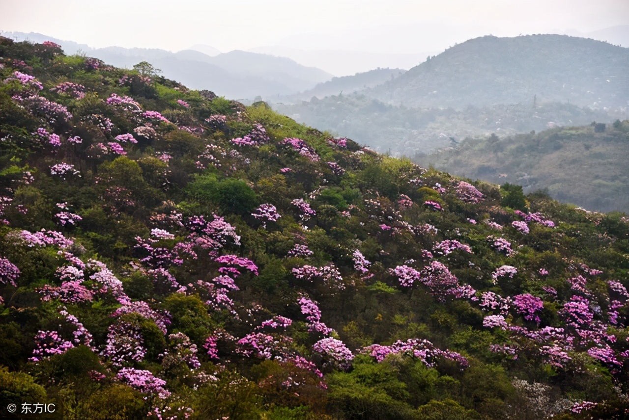 清明小长假,最美的行程当属井冈山