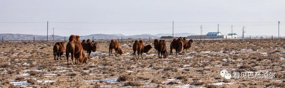 戈壁红驼，乌拉特草原上的珍珠