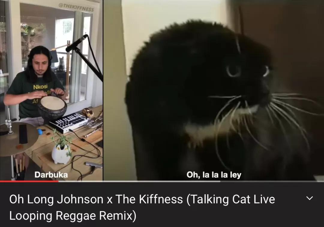 漂亮小奶猫喝奶,4只小奶猫吃豪华大餐