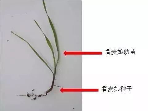 燕麦雀麦和节节麦的区别图谱,火眼金睛快速识别