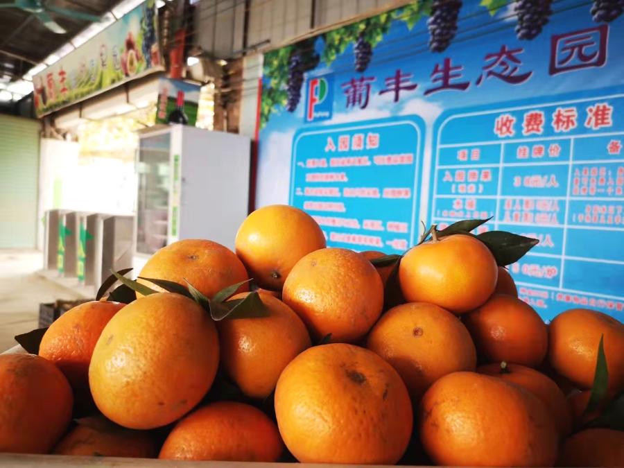 清远冬季水果,清远冬季水果采摘