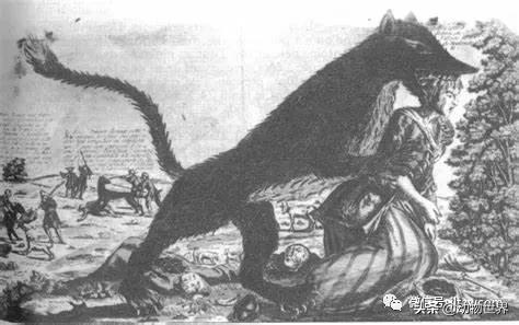 不可思议的神秘动物,不可思议的动物