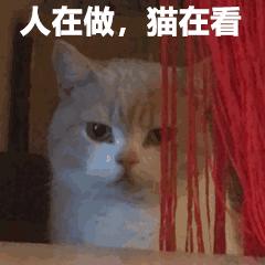 新手养猫没经验？小猫到新家，遇到问题详解（新手必看）