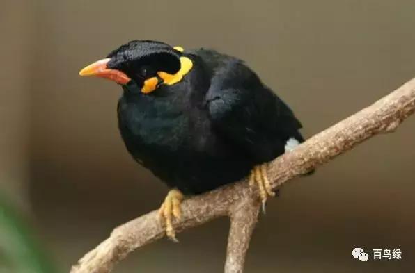 鹩哥和八哥寿命,八哥和鹩哥繁殖