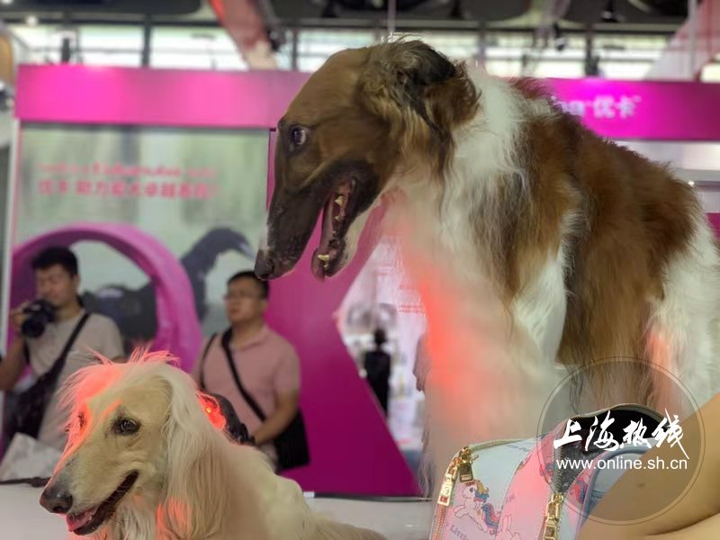 亚洲宠物展2022直播,亚洲宠物展会直播