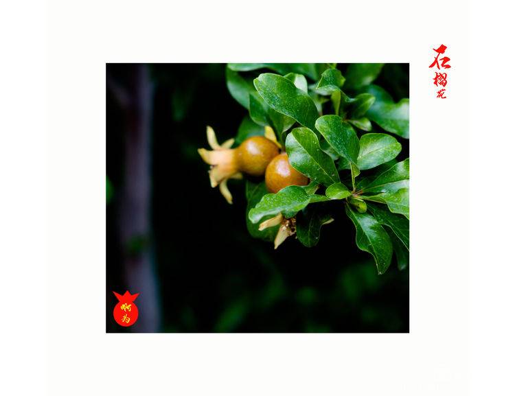 石榴花古诗词唯美,石榴花古诗词