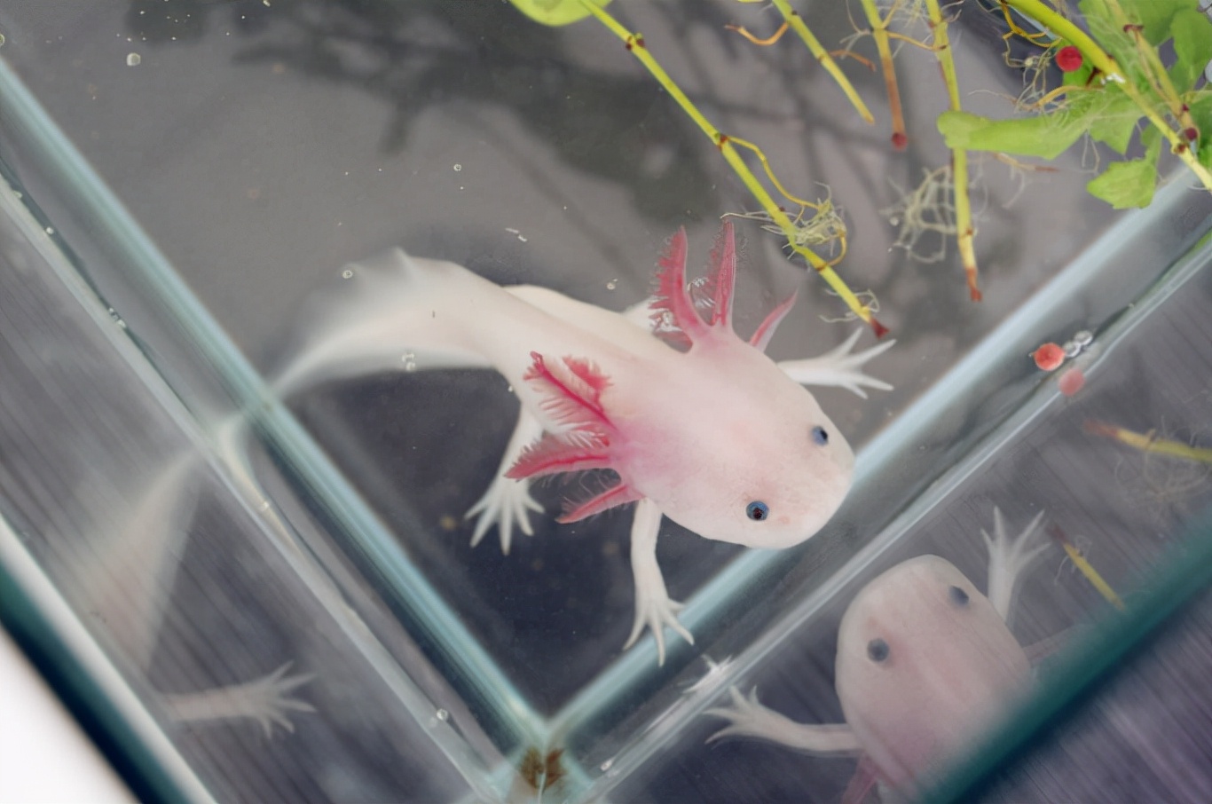 酷似龙头的六角龙鱼,龙鱼到底是什么生物