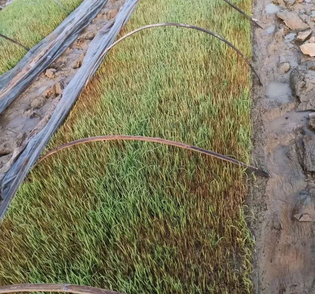 水稻秧苗死亡的原因有哪些,水稻秧苗遇寒死苗