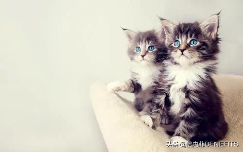 猫咪绝育后为什么还会分泌乳汁,猫咪绝育后为什么还会发狂