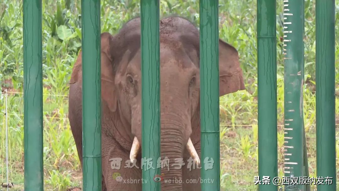 浜鸿薄鍜岃皭鍏卞,浜烘槸鎬庢牱涓庤嚜鐒跺拰璋愮浉澶勭殑浜嬩緥