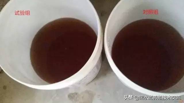 茶话清谈,5句话教你轻松养好虾