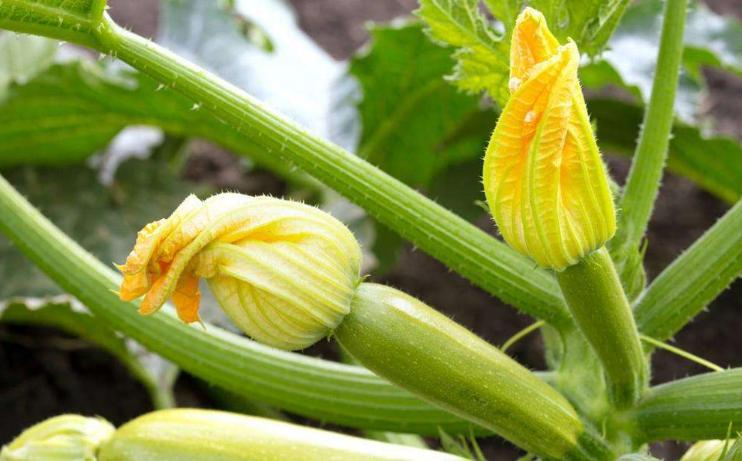 西葫芦长秧不长瓜怎么回事,西葫芦吊蔓技术