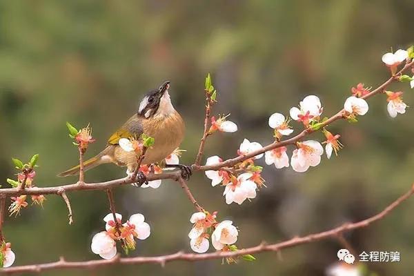 人为什么会受骗,为什么有人特别容易上当