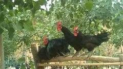 乡贤带领农民增收致富,种植甜香瓜带动村民致富