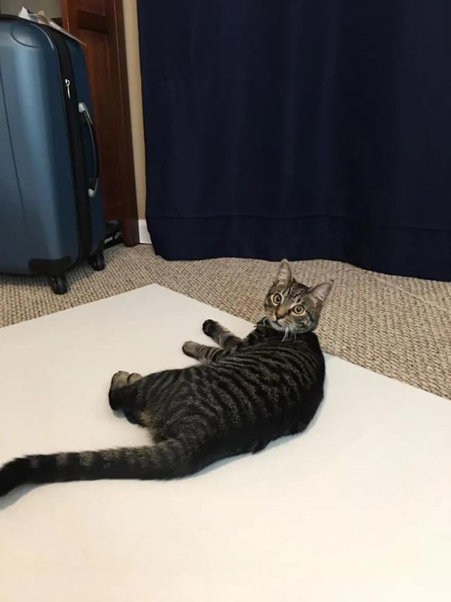 猫咪的菊花是否触碰到了家里的任一角落？一名小学生对此做了研究