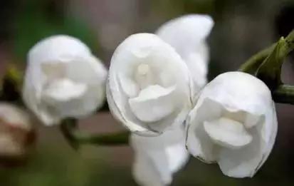 史上最全的兰花鉴赏,兰花品种之精品欣赏