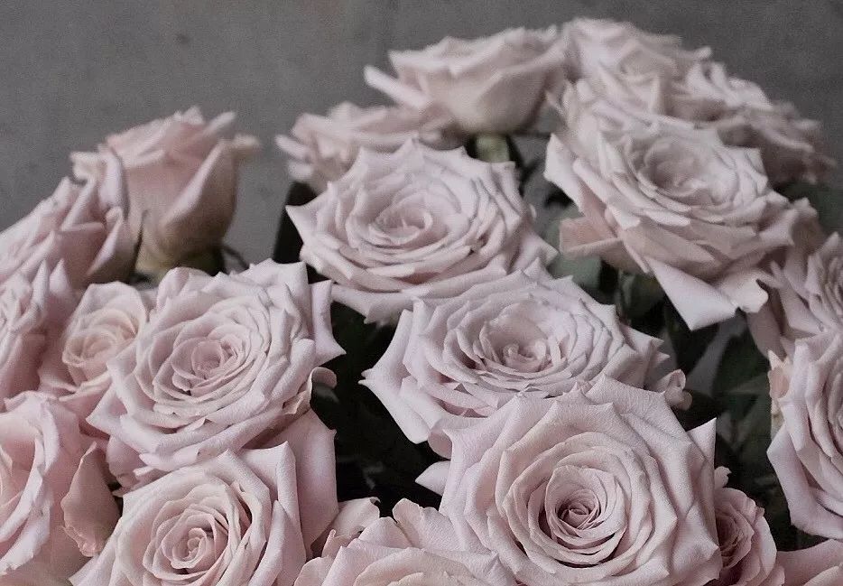 热销玫瑰,顶级进口玫瑰