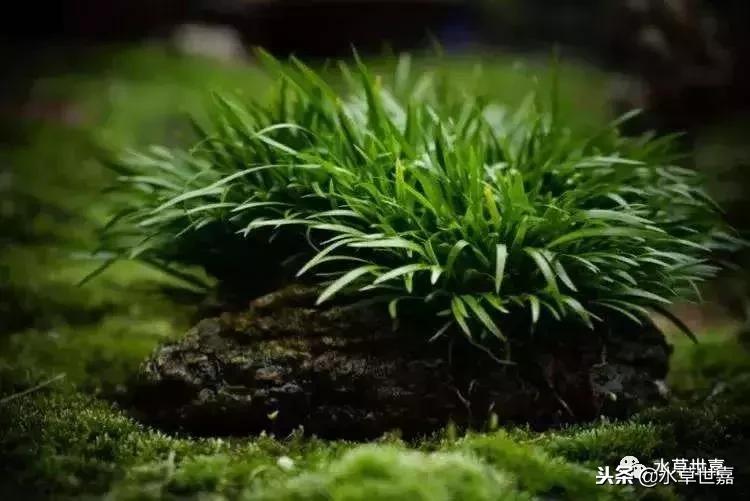 30cm水陆缸适合养什么,水陆缸植物前景中景后景搭配介绍