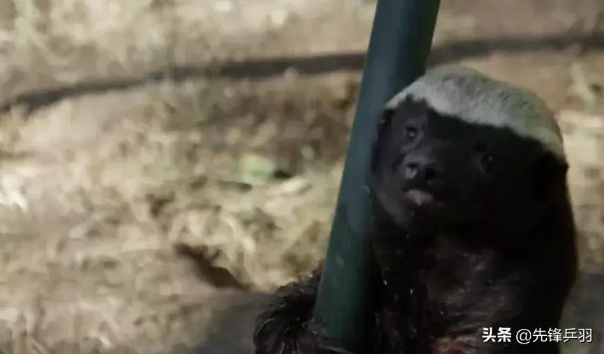 世界上男单排名前3的运动员是谁,世界男单选手排名