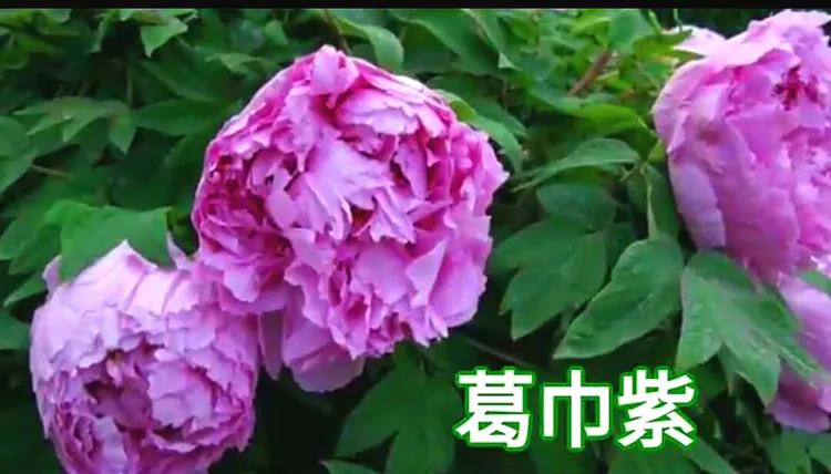 雍容华贵的国之牡丹惊艳了世界,美丽富贵的国花洛阳牡丹