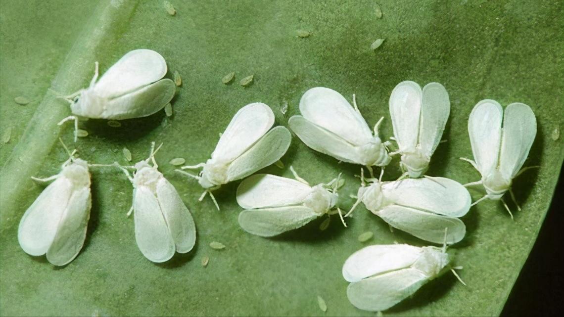 养花得了蚜虫蚧壳虫小黑飞，水里“加点它”，统统“灭干净”