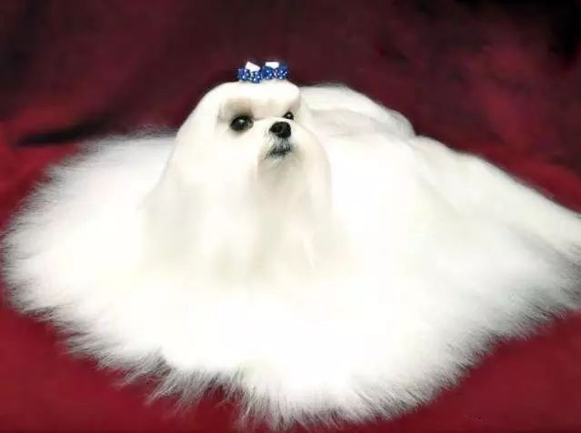 72种名犬分类介绍及图片,72种名犬及图片