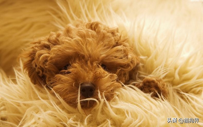 泰迪为什么那么惹人讨厌,为什么讨厌泰迪