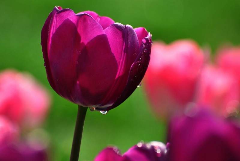 郁金香的花语和寓意是什么意思呀,不同颜色郁金香花语和寓意一样吗