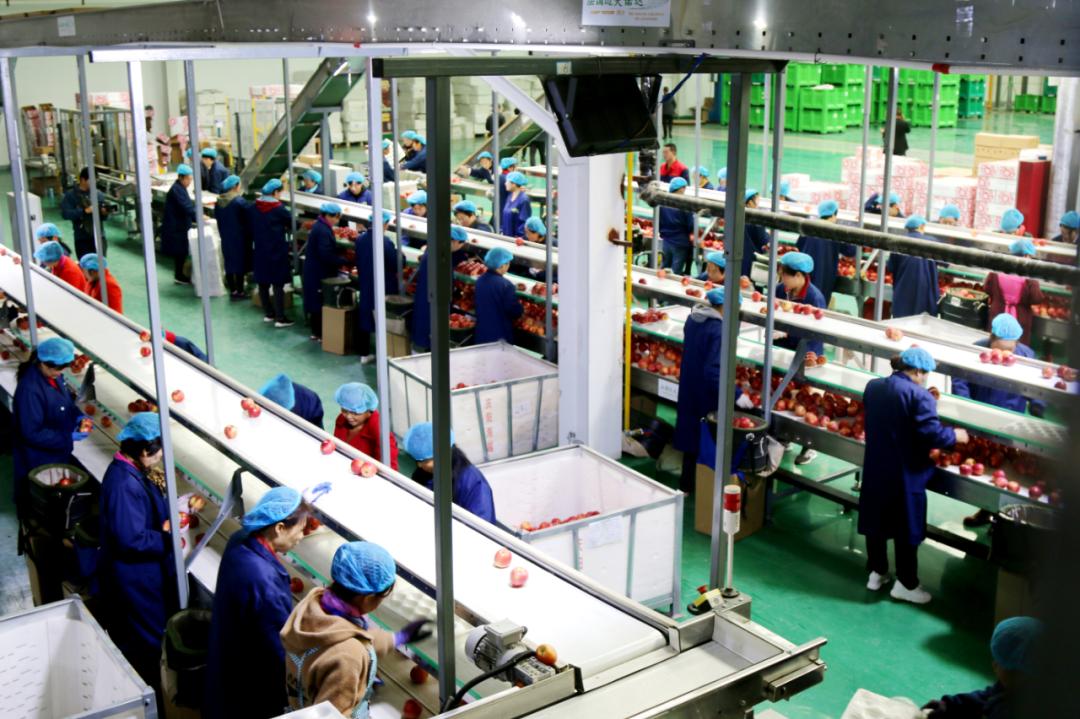 苹果快速分选,苹果分拣机的分拣流程图