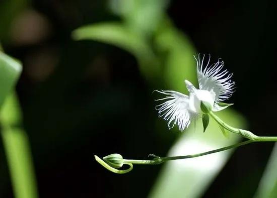 日本白鹭花,白鹭奇花