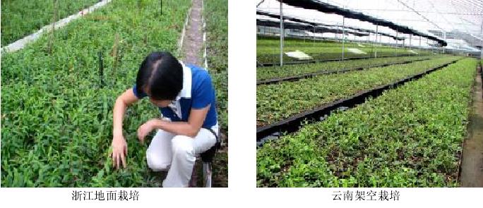 铁皮石斛栽培技术规程,铁皮石斛栽培技术内容