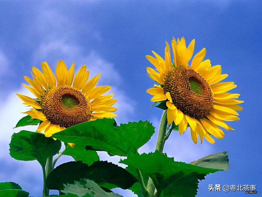 我26岁，不顾朋友劝阻奔现网友，结果被骗得身无分文后悔万分