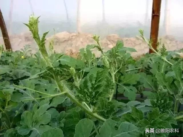 如何防止瓜徒长,瓜秧徒长
