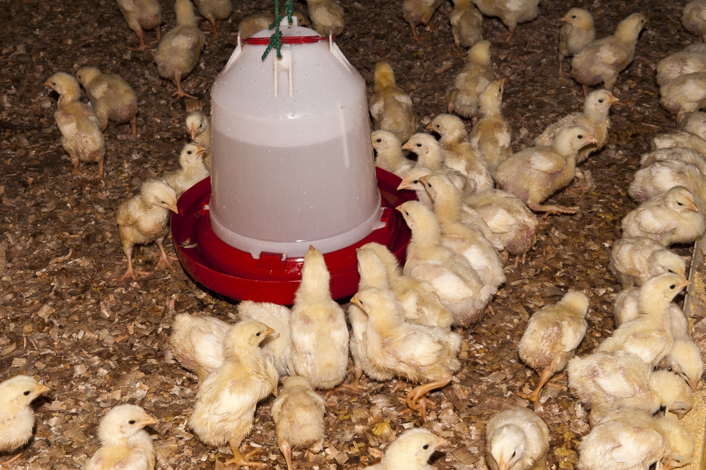 鸡病大全及治疗方法,养鸡技巧之常见鸡病问答