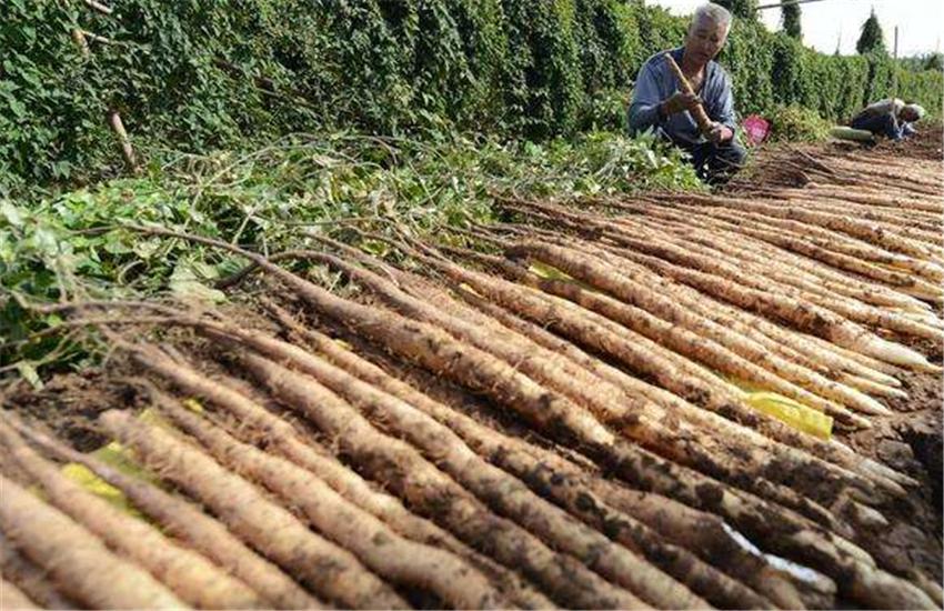 山药横栽种植技术视频教程,山药用pvc管种植技术